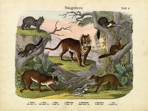 Mammals, c.1860 by German School